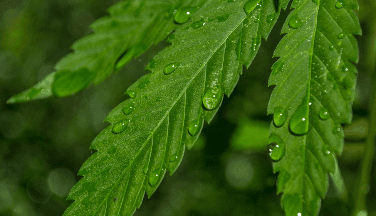 Cannabisblatt Nahaufnahme mit Regentropfen
